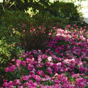 Impatiens walleriana Fiesta™ 'Stardust Pink' (139485)