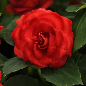 Impatiens walleriana Fiesta™ 'Sunrise Red' (139486)