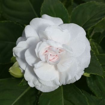 Impatiens walleriana Fiesta™ 'White' (139489)