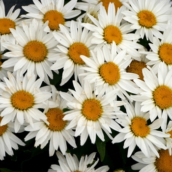 Leucanthemum x superbum 'Shortstop' (139513)