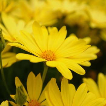 Osteospermum Voltage™ 'Yellow' (139580)