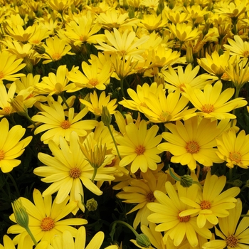 Osteospermum Voltage™ 'Yellow' (139582)