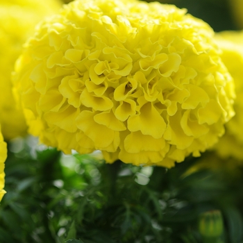 Tagetes erecta Taishan® 'Yellow' (139648)