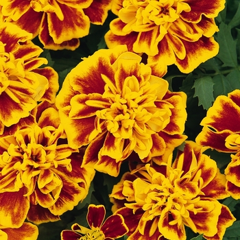 Tagetes patula Bonanza 'Bee' (139652)