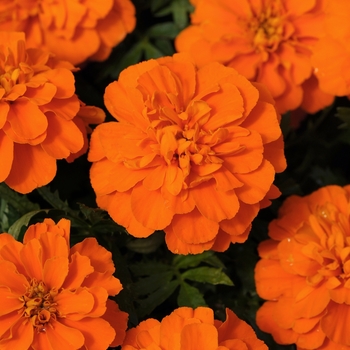 Tagetes patula Bonanza 'Deep Orange' (139653)