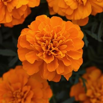 Tagetes patula Bonanza 'Deep Orange' (139655)