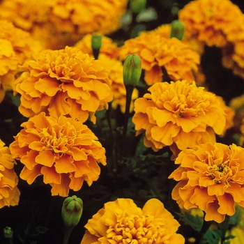 Tagetes patula Bonanza 'Orange' (139661)