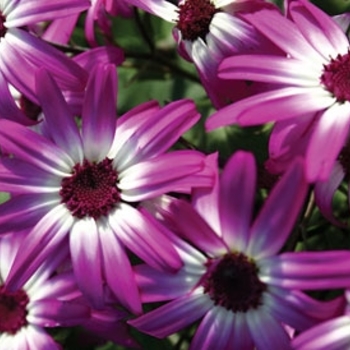 Pericallis Senetti® 'Magenta Bicolor' (139674)