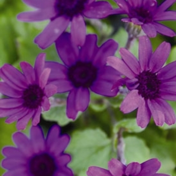 Pericallis Senetti® 'Blue' (139675)