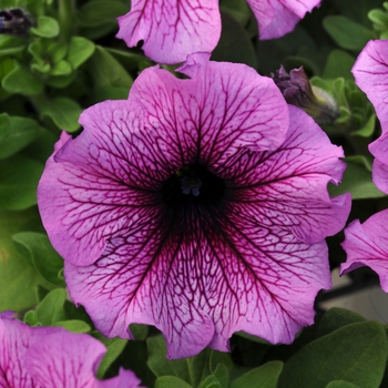 Petunia Daddy® 'Sugar' (139725)