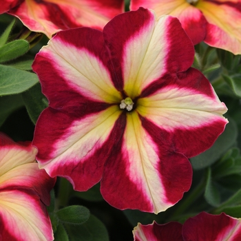 Petunia 'Cha-Ching Cherry' (139727)