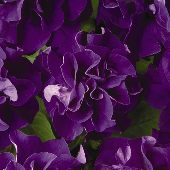 Petunia Double Madness™ 'Blue' (139748)