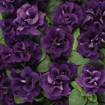 Petunia Double Wave® 'Blue Velvet Spreading' (139752)