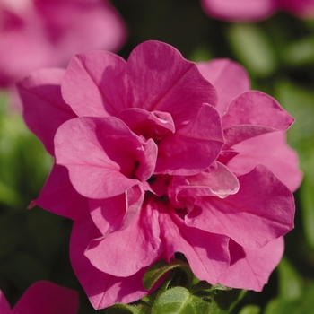 Petunia Double Wave® 'Rose Spreading' (139760)