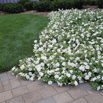 Petunia Double Wave® 'White Spreading' (139762)