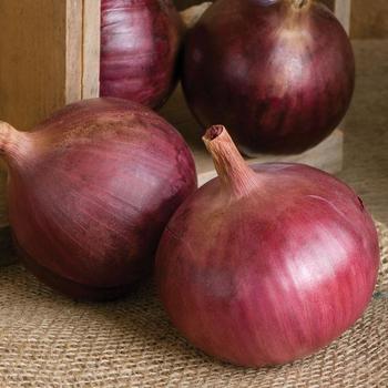 Allium cepa 'Cabernet' 