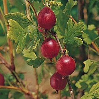 Ribes 'Jahn's Prairie' 