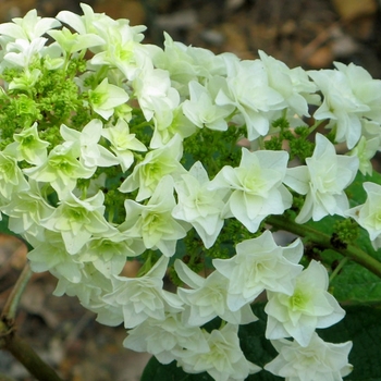 Hydrangea quercifolia 'Gatsby Star®' (140543)