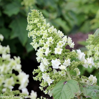 Hydrangea quercifolia 'Gatsby Star®' (140544)