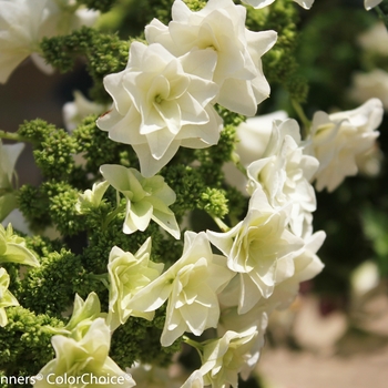 Hydrangea quercifolia 'Gatsby Star®' (140545)