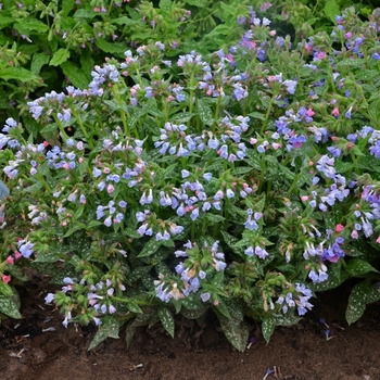 Pulmonaria 'Twinkle Toes' (140551)