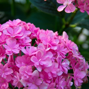 Hydrangea macrophylla 'Paraplu®' (140581)