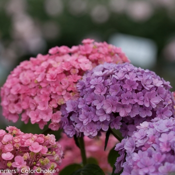 Hydrangea macrophylla 'Paraplu®' (140582)