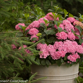 Hydrangea macrophylla 'Paraplu®' (140583)