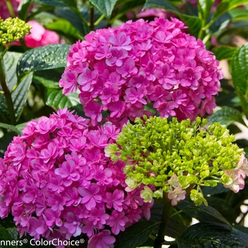 Hydrangea macrophylla 'Paraplu®' (140585)