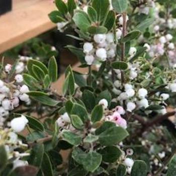 Arctostaphylos edmundsii 'Big Sur'