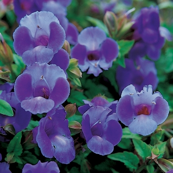 Torenia Summer Wave® 'Large Blue' (140804)