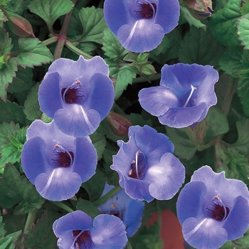 Torenia Summer Wave® 'Large Blue' (140805)