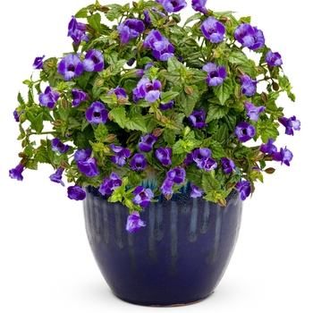 Torenia Summer Wave® 'Large Blue' (140806)