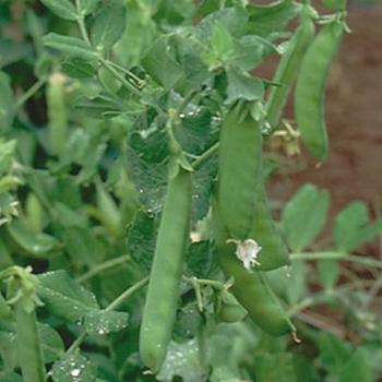 Pisum sativum 'Oregon Sugar Pod' 