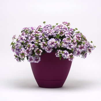 Verbena BeBop™ 'Lavender' (141079)