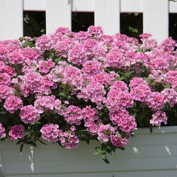 Verbena Pops™ 'Pink Improved' (141286)