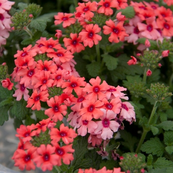 Verbena Pops™ 'Salmon+Red Eye' (141289)