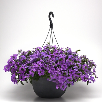 Verbena peruviana Firehouse™ 'Grape' (141291)