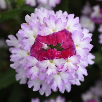 Verbena peruviana Firehouse™ 'Purple Fizz' (141296)