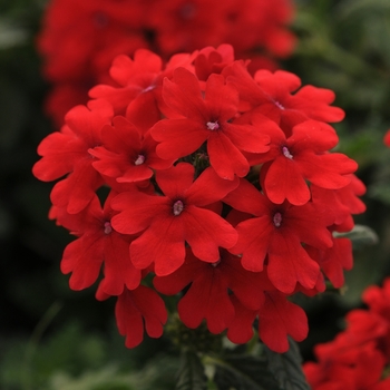 Verbena peruviana Firehouse™ 'Red Improved' (141298)