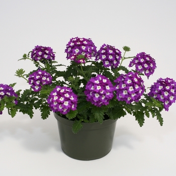 Verbena peruviana 'Wink Violet' (141303)