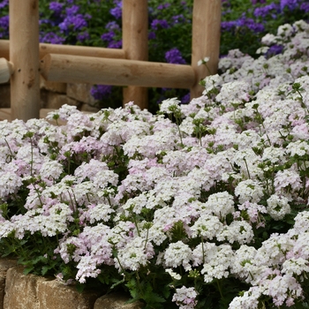 Verbena peruviana EnduraScape™ 'White Blush' (141309)