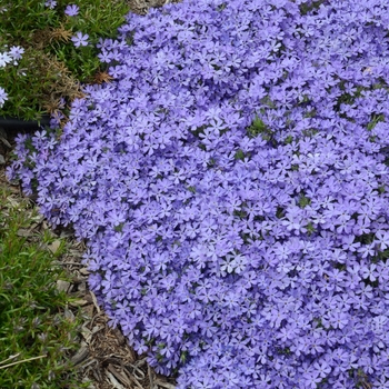 Phlox 'Violet Pinwheels' (141526)