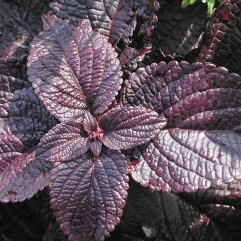 Coleus scutellarioides ColorBlaze® 'Dark Star' (141551)