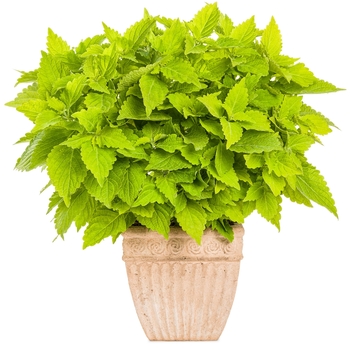 Coleus scutellarioides ColorBlaze® 'Lime Time™' (141553)