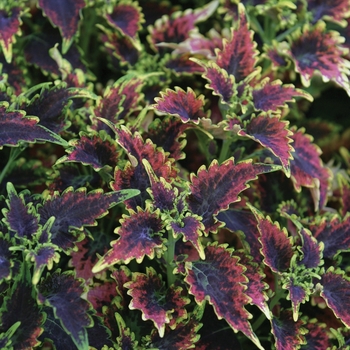 Coleus scutellarioides 'Sky Fire' (141556)