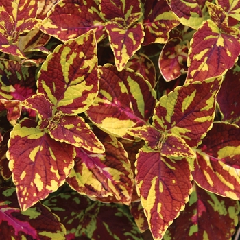 Coleus scutellarioides 'Splish Splash®' (141561)