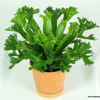 Asplenium antiquum 'Leslie' 