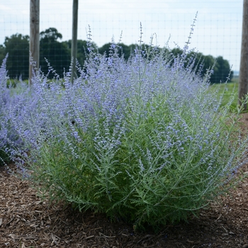 Perovskia atriplicifolia 'Little Lace' (142037)