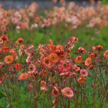 Geum Cocktail™ 'Wet Kiss' (142392)